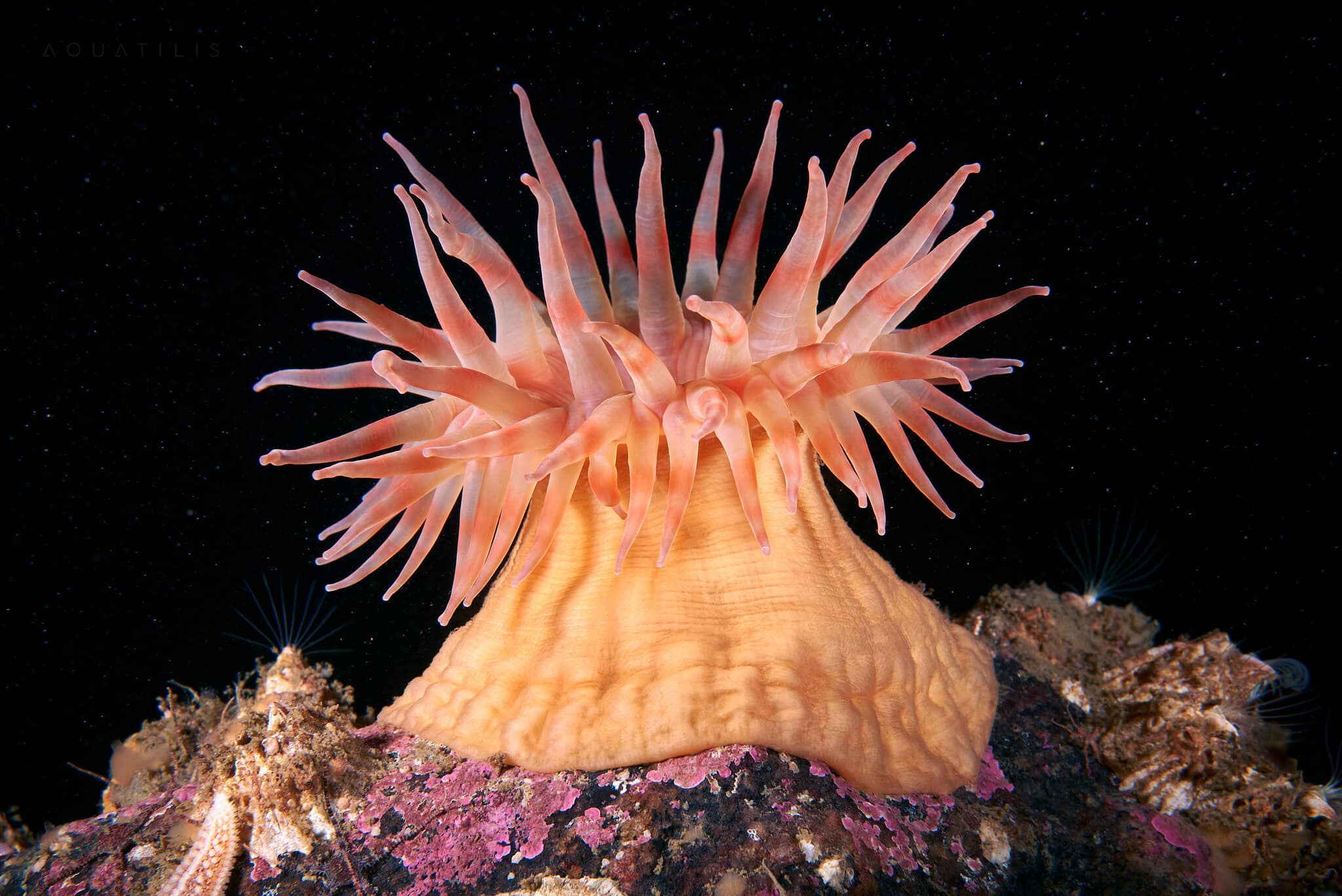 снимки удивительных существ из глубин мирового океана, фото 11