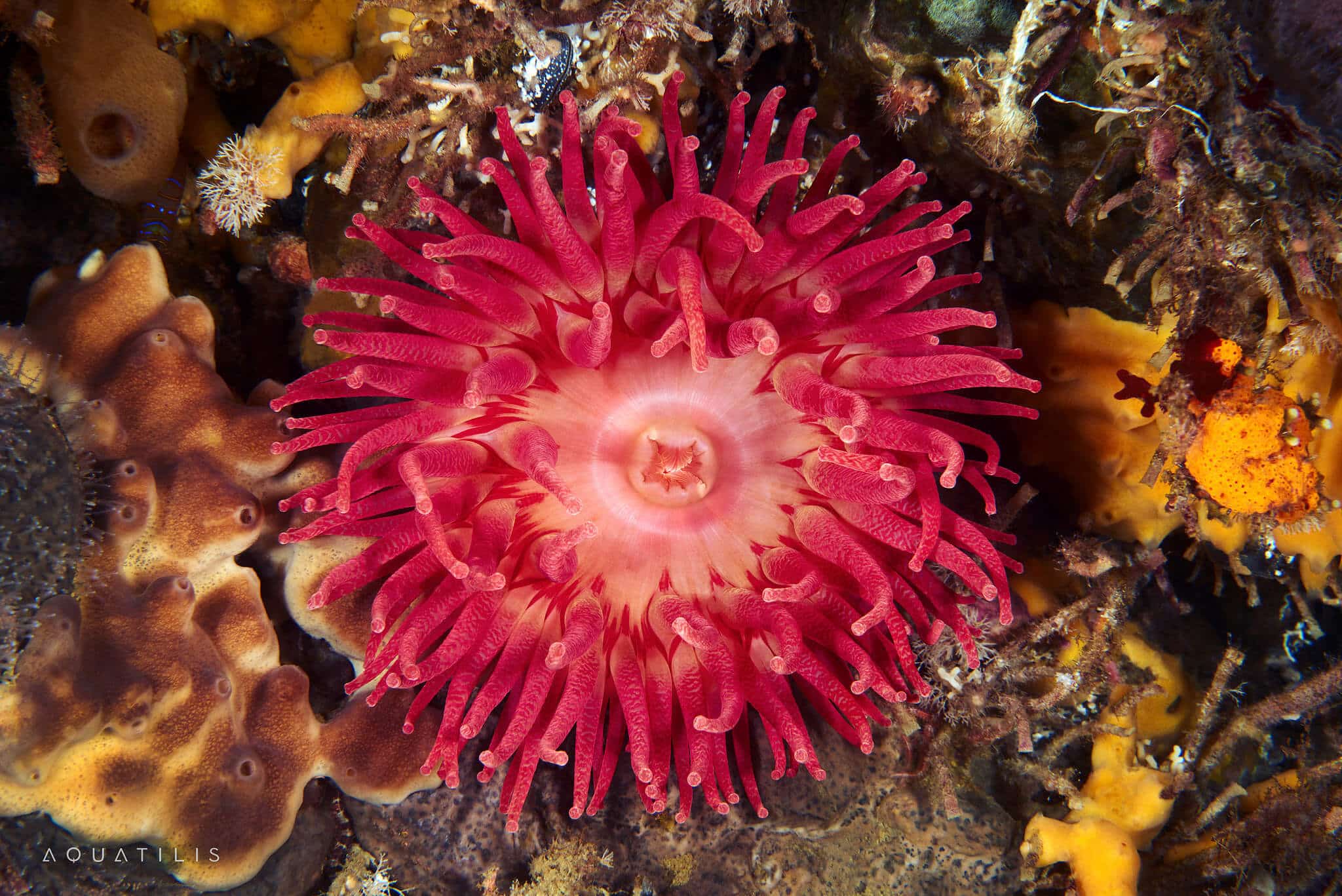 снимки удивительных существ из глубин мирового океана, фото 12