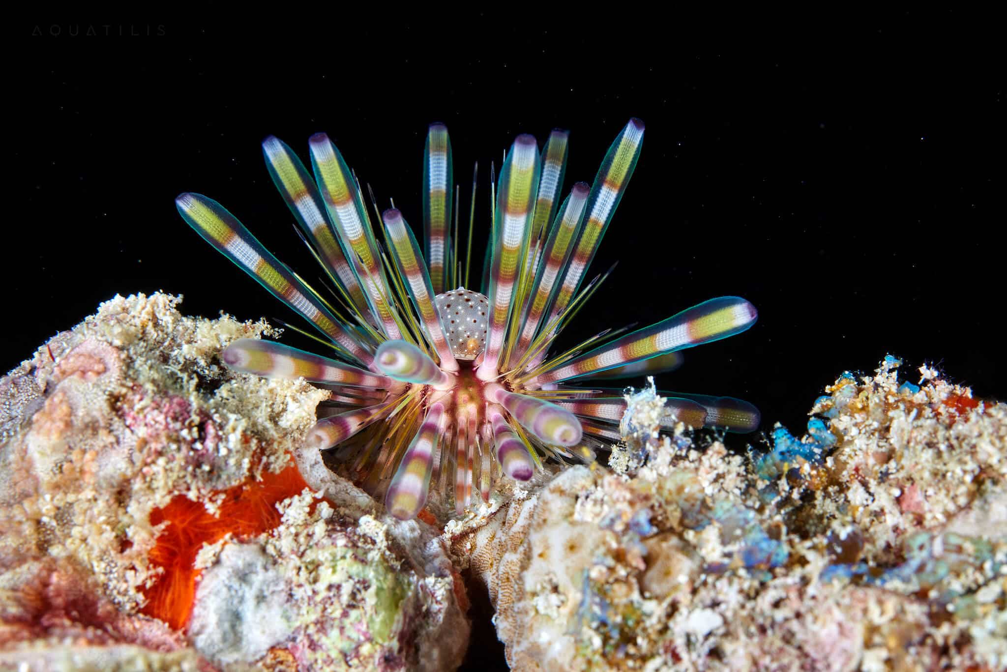 снимки удивительных существ из глубин мирового океана, фото 15