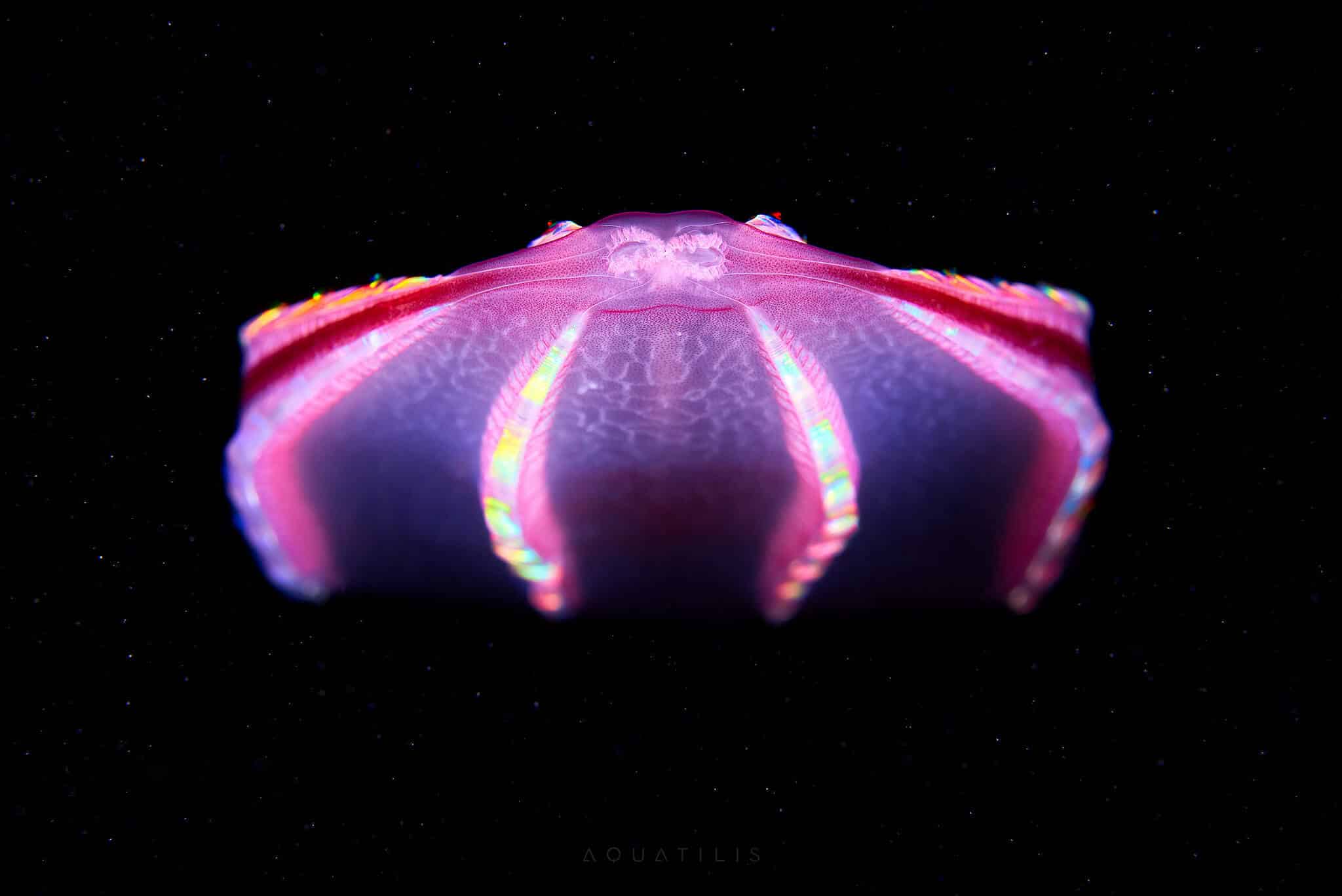 снимки удивительных существ из глубин мирового океана, фото 16