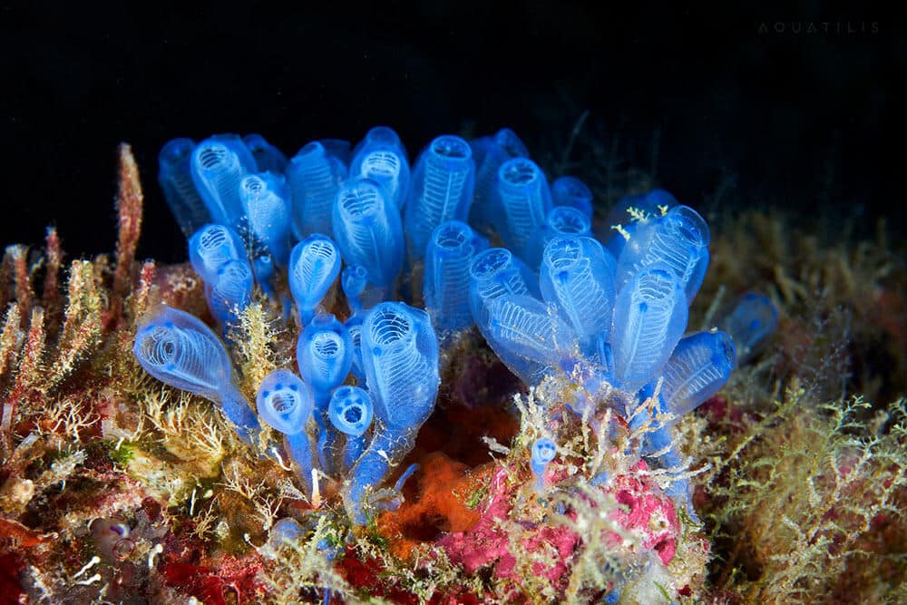 снимки удивительных существ из глубин мирового океана, фото 2