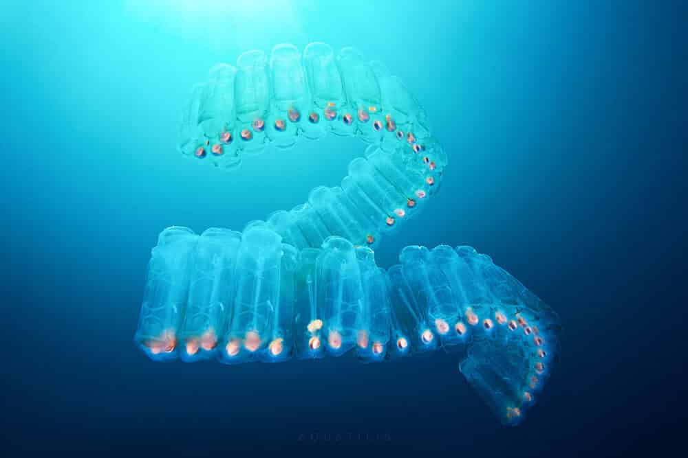 снимки удивительных существ из глубин мирового океана, фото 6