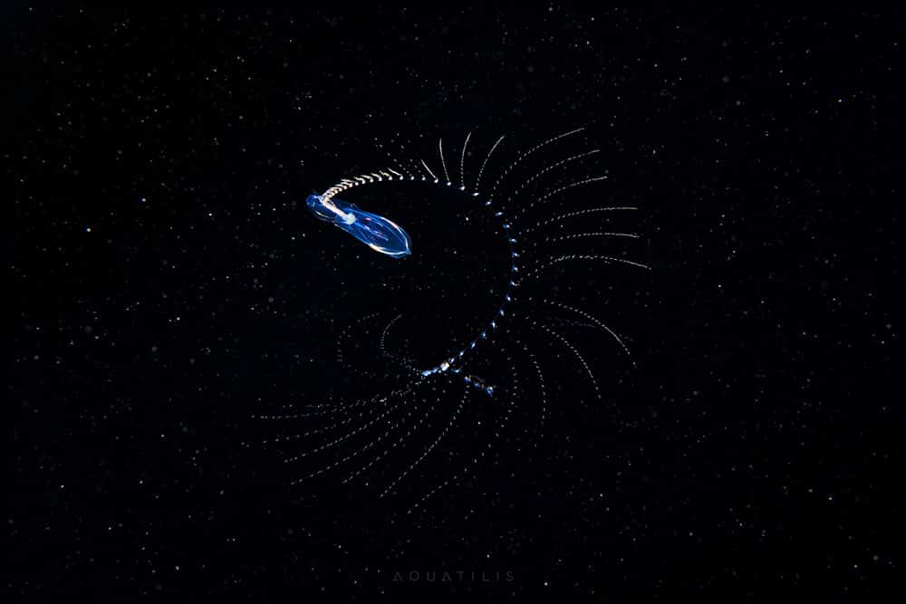 снимки удивительных существ из глубин мирового океана, фото 8