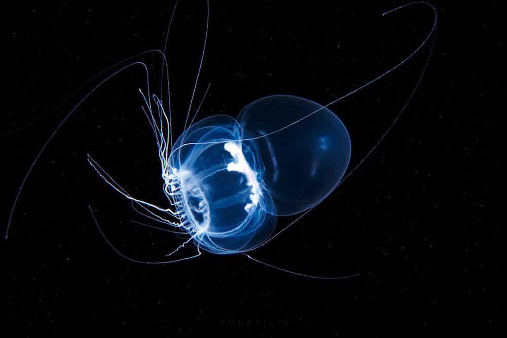 снимки удивительных существ из глубин мирового океана, фото 9