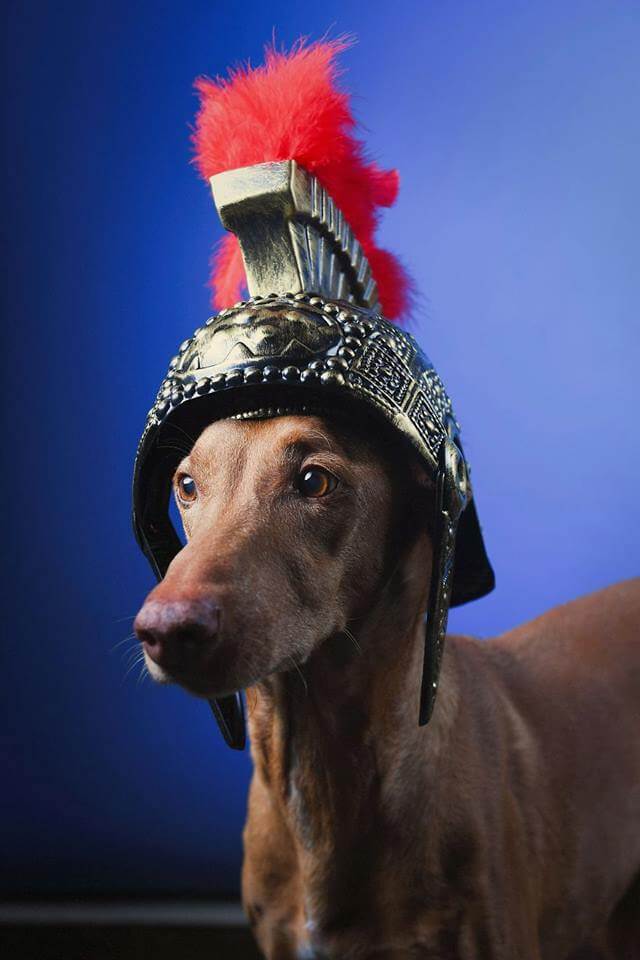 Фараонова собака, фото 4
