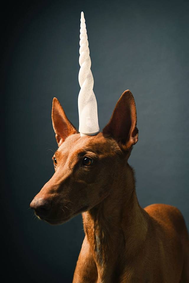 Фараонова собака, фото 8