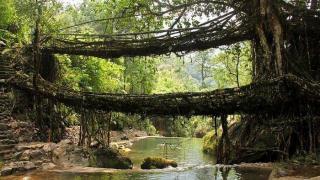 Живые мосты из дерев
