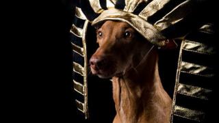 Фараонова собака, фото 10