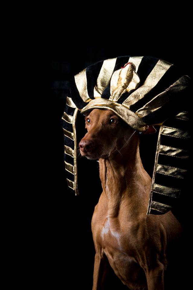 Я нашел способ почтить память моей фараоновой собаки, а радость, которую он передает нам через эти фото, заставит вас улыбнуться!