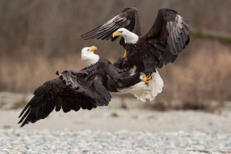 Победители и призеры фотопремии Audubon Photography Awards 2017 уже объявлены
