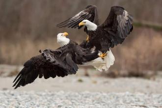 Победители и призеры фотопремии Audubon Photography Awards 2017 уже объявлены