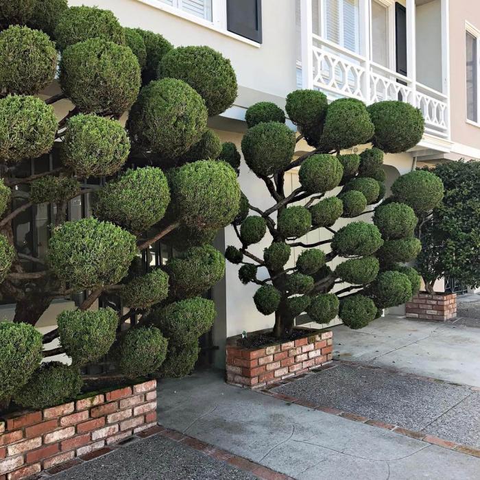 Растения с причудливой формой стрижки в окрестностях Сан-Франциско