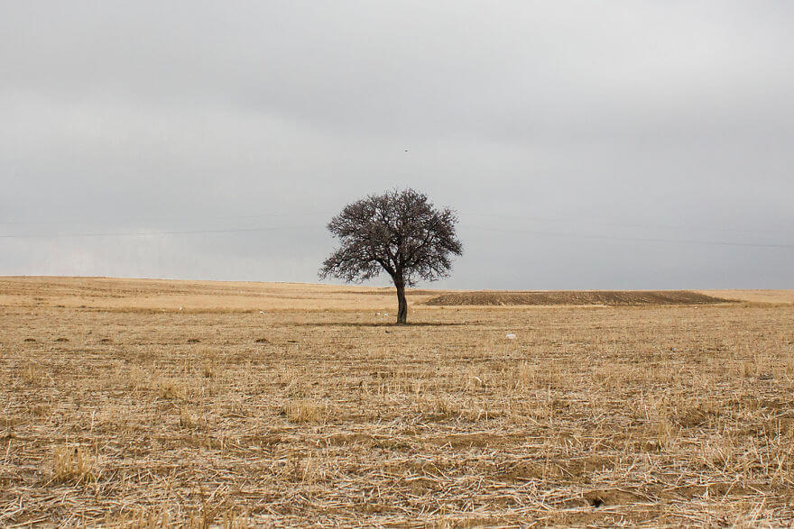 Съемка одинокого дерева - техника таймлапс, фото 1
