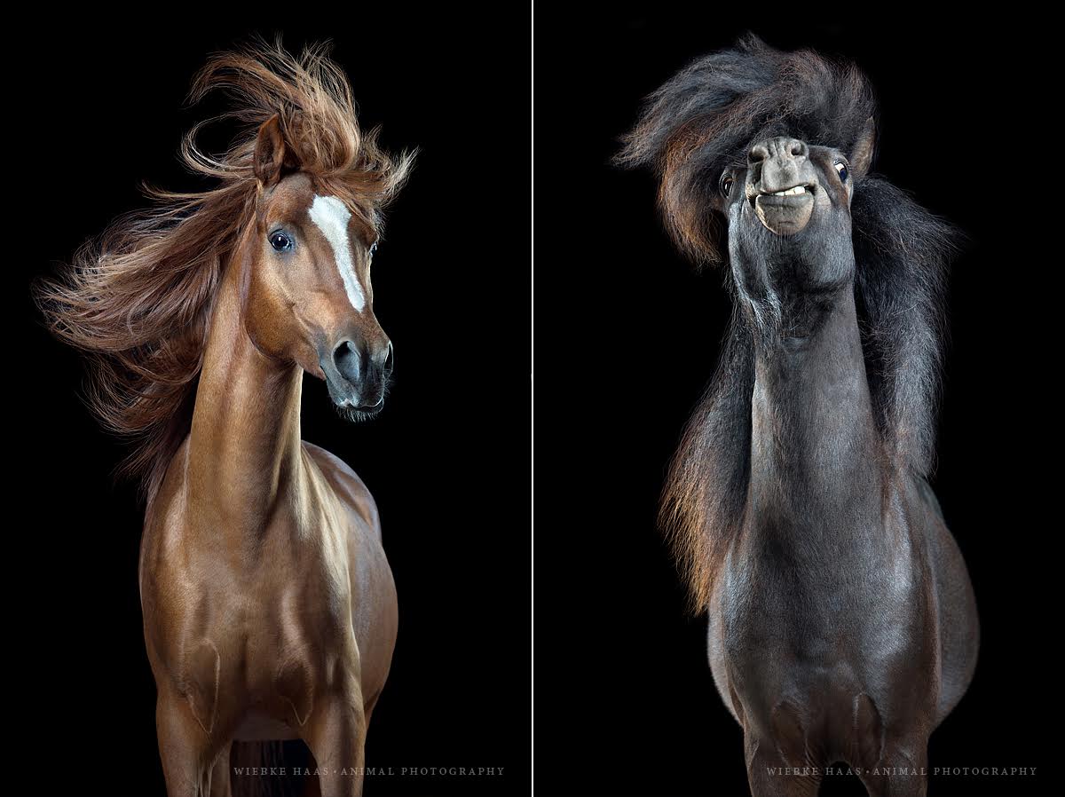 фотографии лошадей с развевающейся роскошной гривой, фото 3
