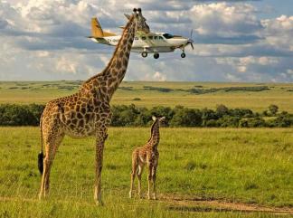 10+ смешных фото для конкурса Comedy Wildlife Photography Awards 2017