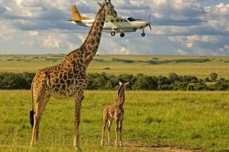 10+ смешных фото для конкурса Comedy Wildlife Photography Awards 2017