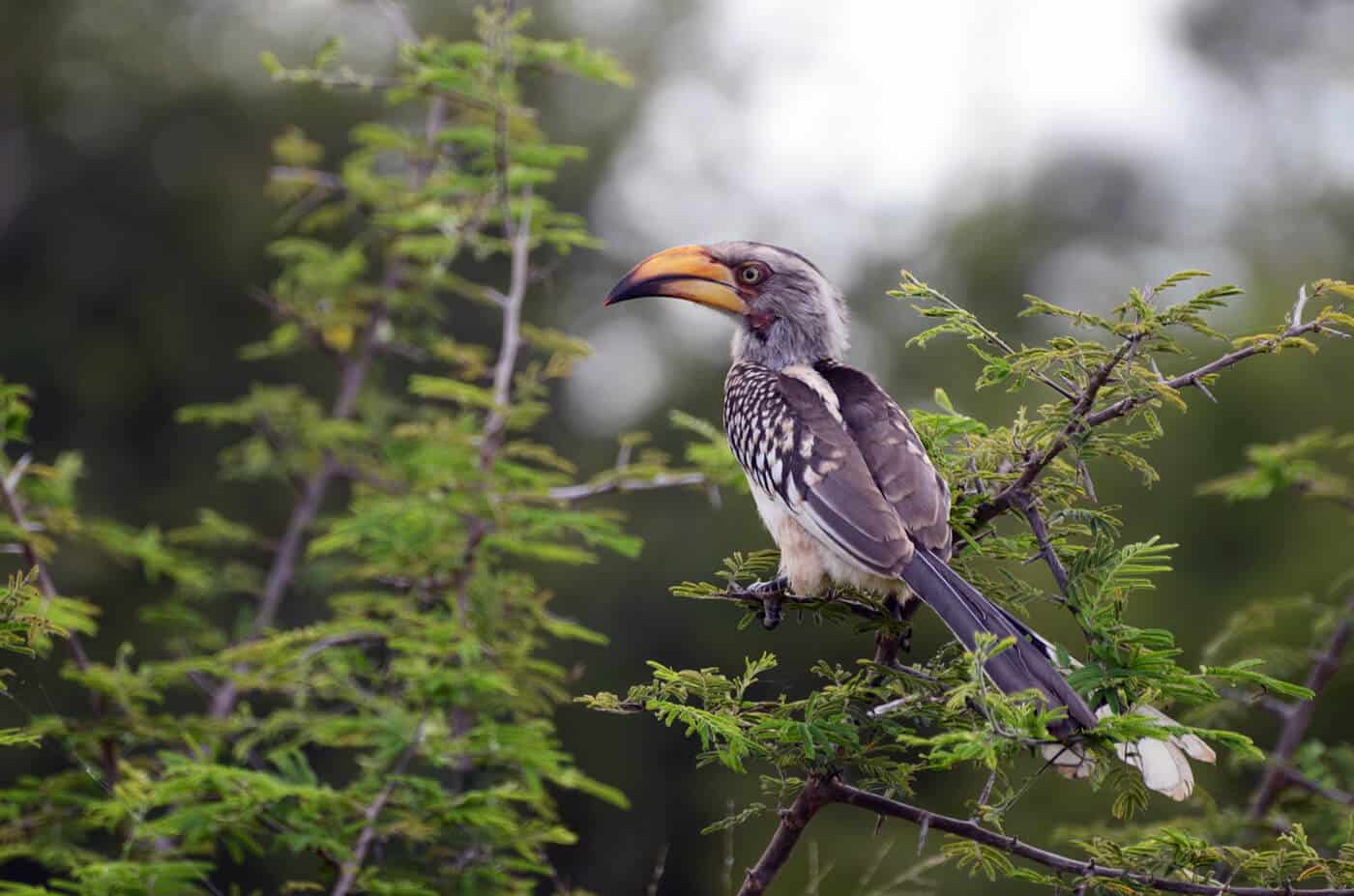 национальный парк крюгера, фото птиц 4