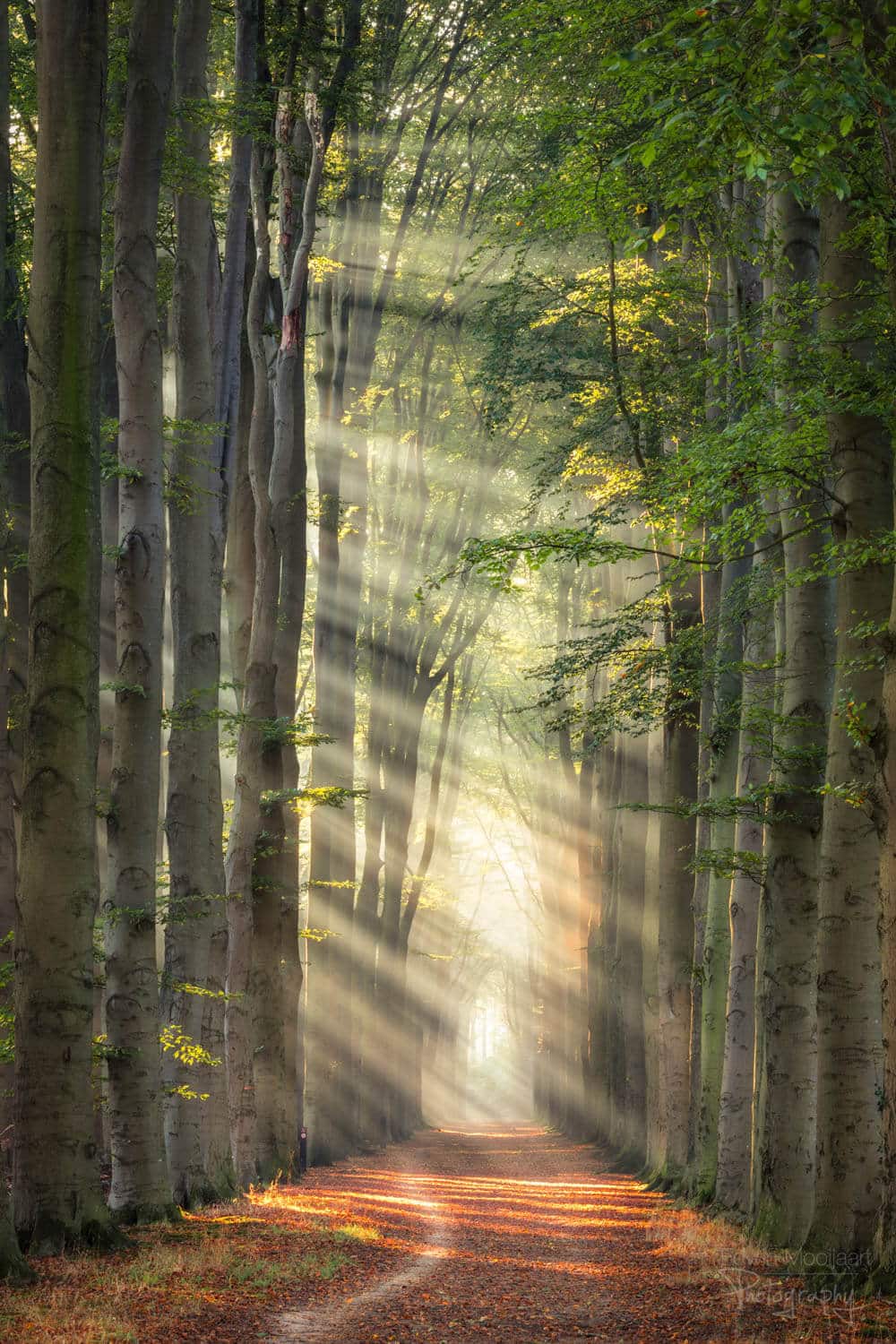 солнечные лучи в лесу, фото 11