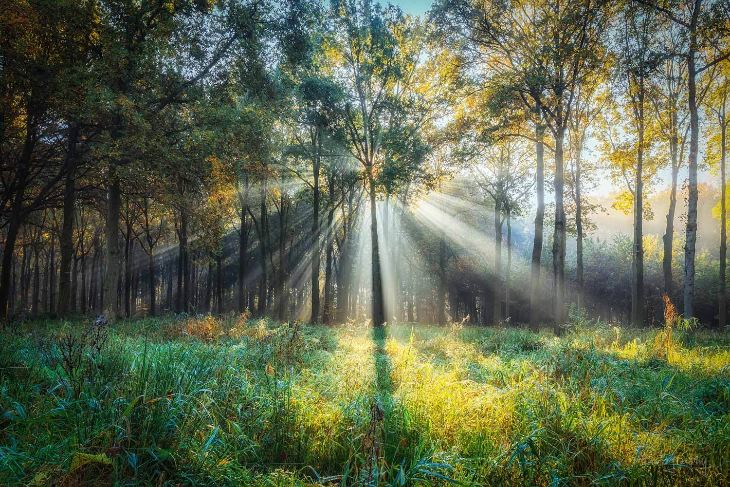 солнечные лучи в лесу, фото 12