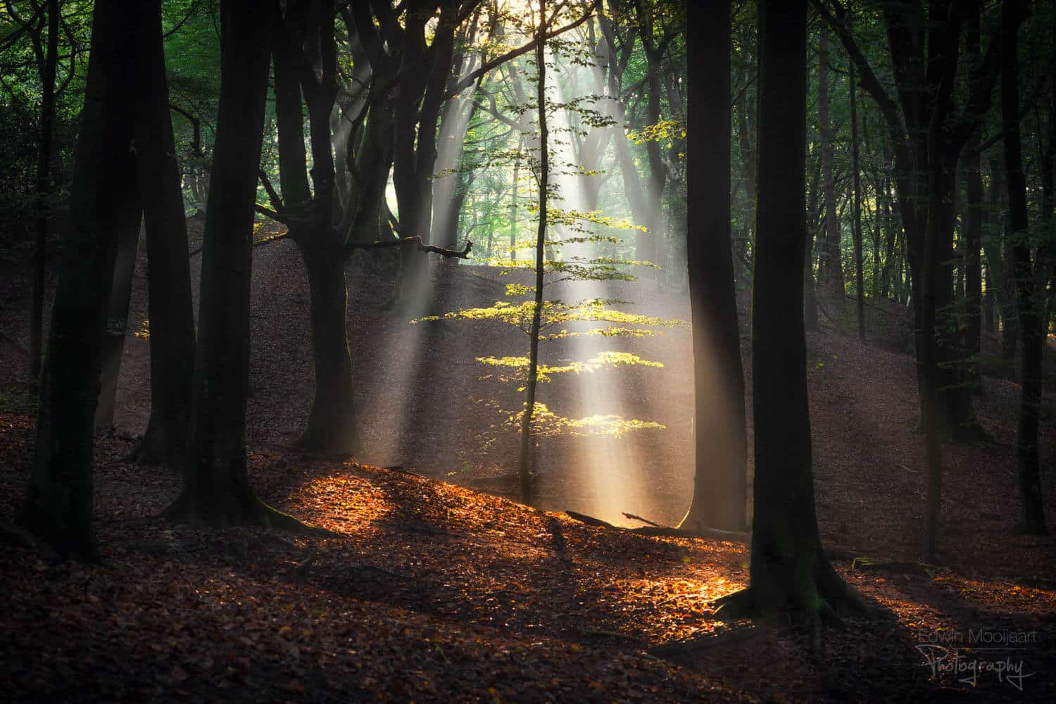 солнечные лучи в лесу, фото 15
