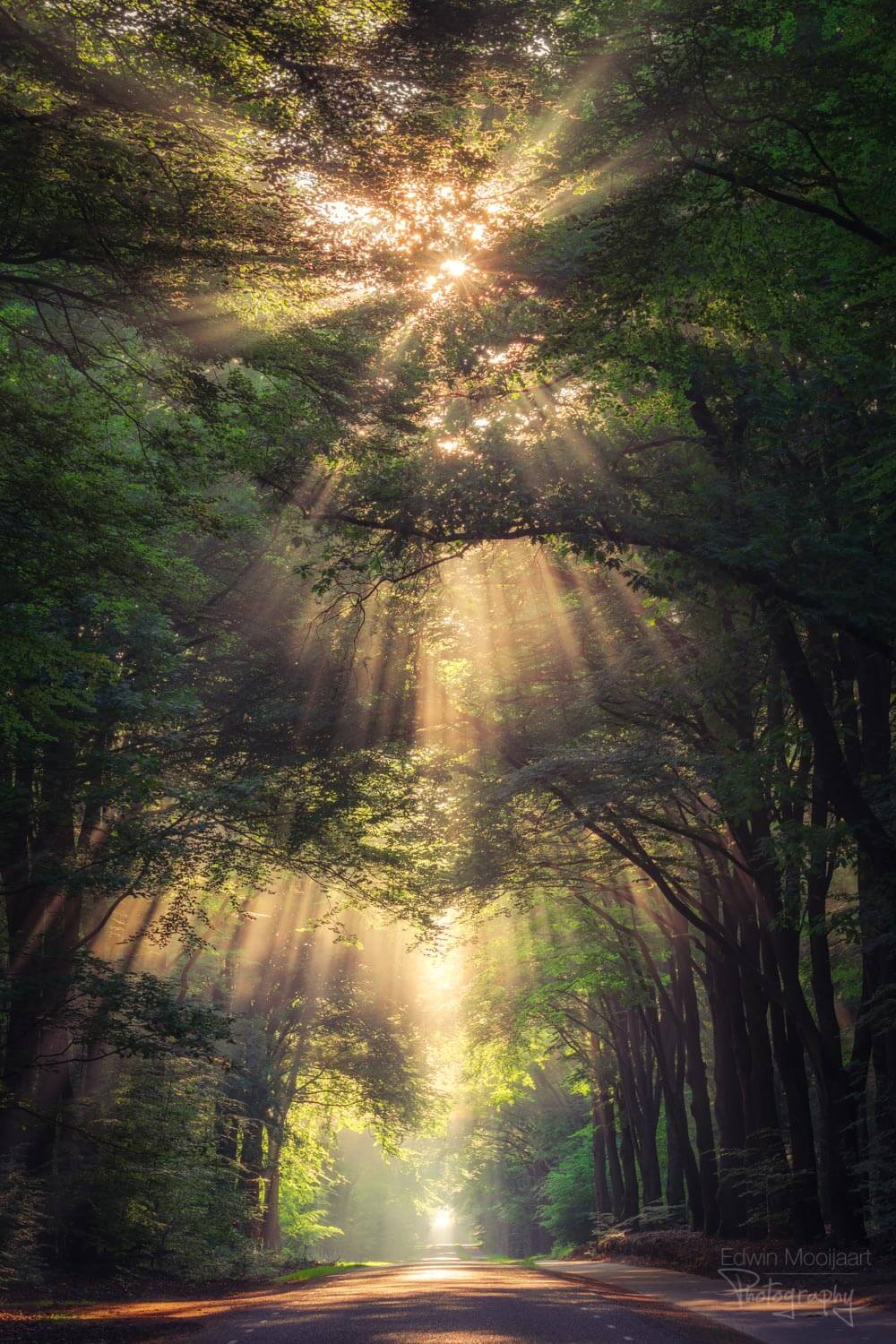 солнечные лучи в лесу, фото 17