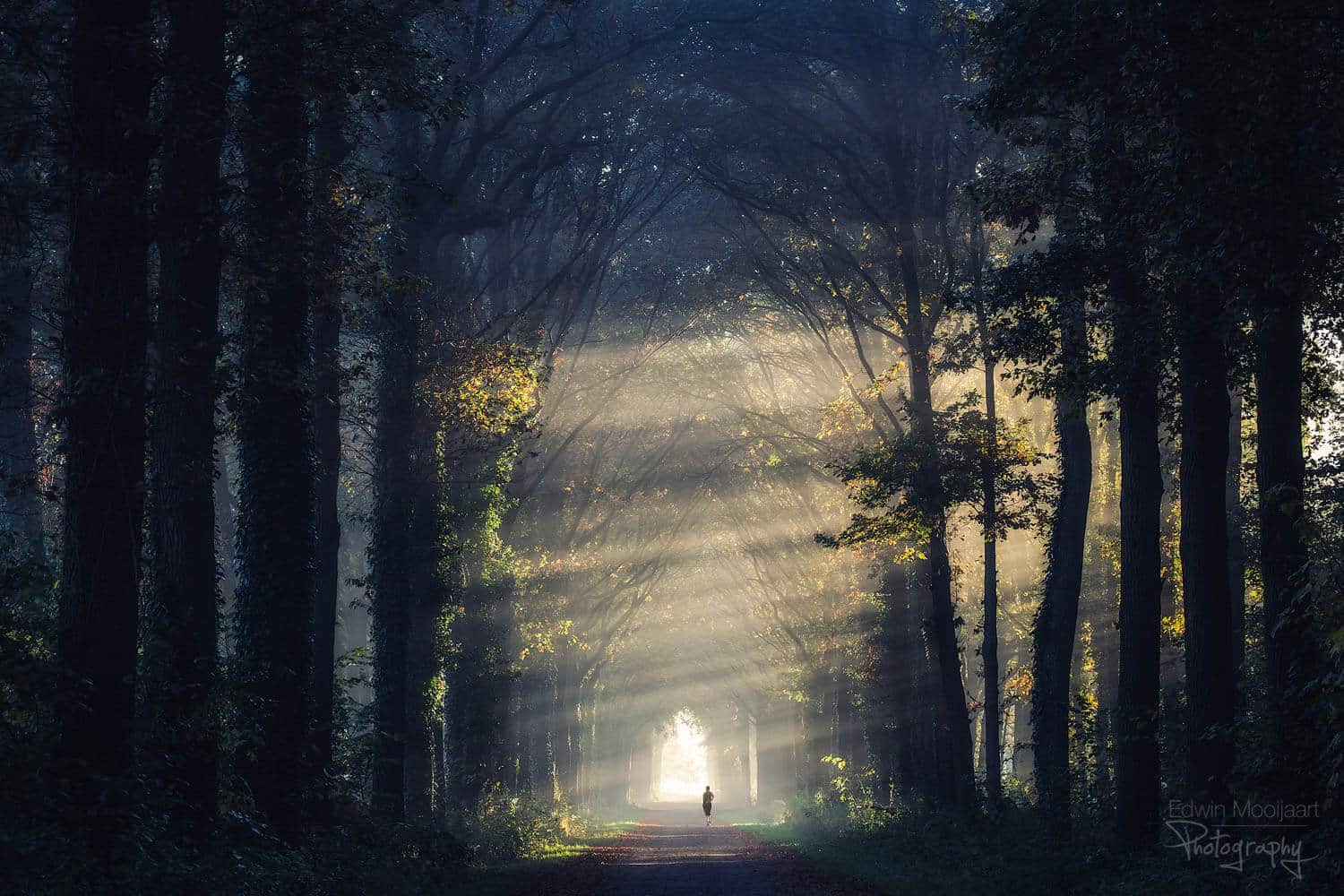 солнечные лучи в лесу, фото 7