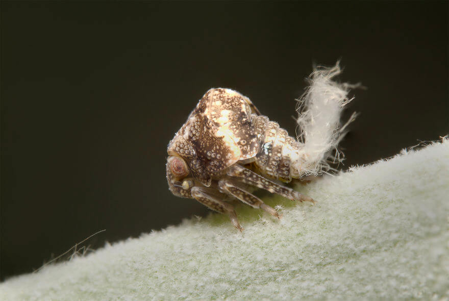 Двухполосная личинка цикады, фотографий насекомых и пауков