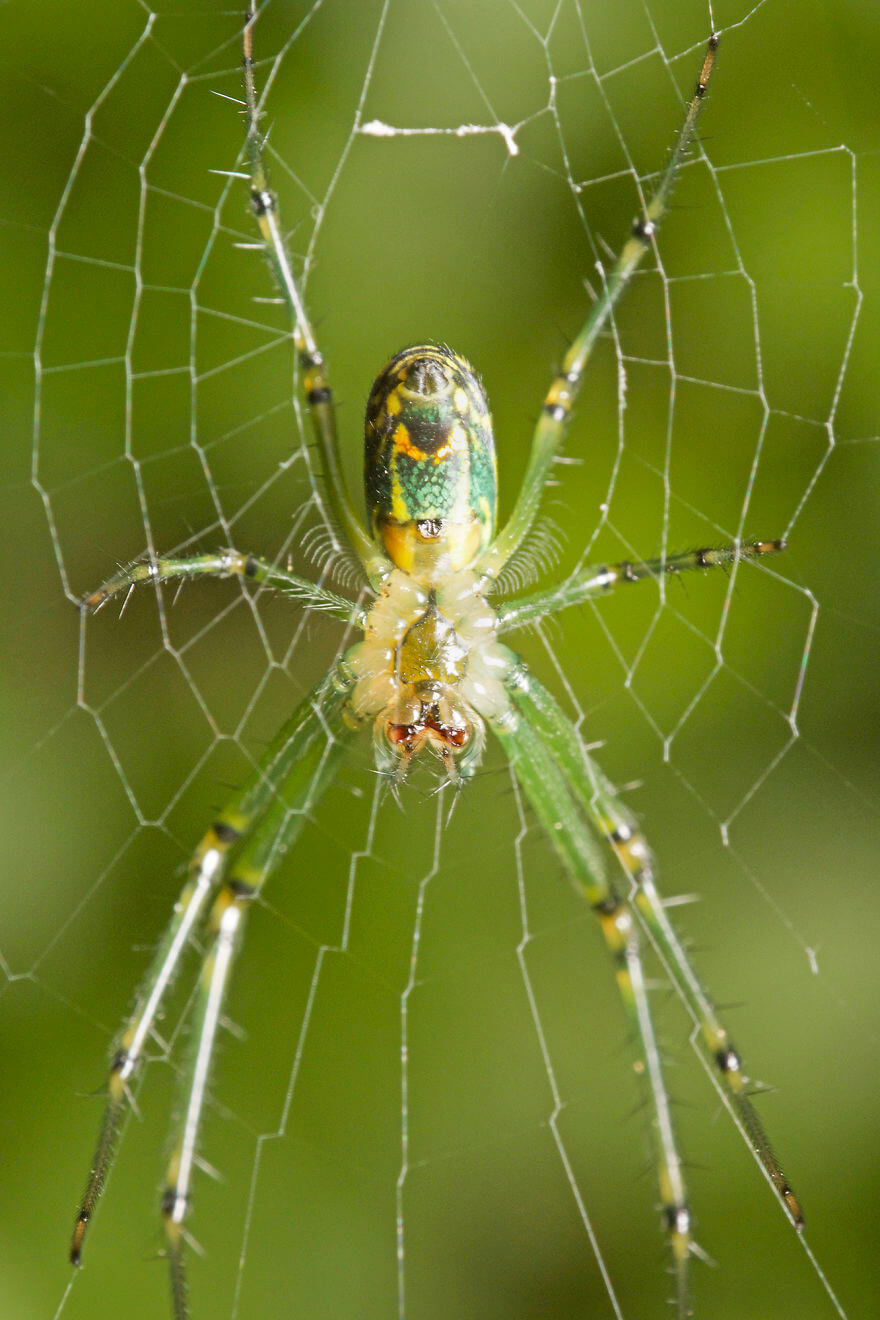 Фруктовый паук-крестовик, фотографий насекомых и пауков
