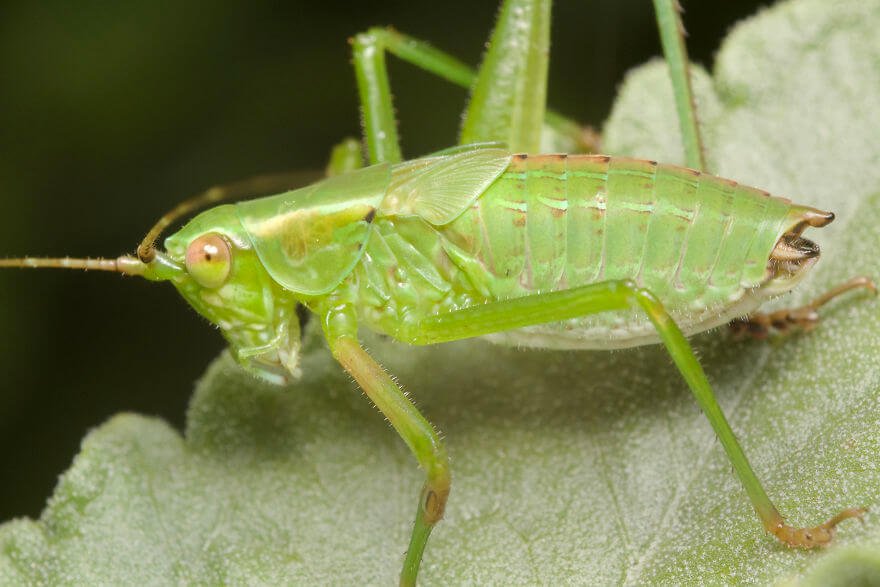 Личинка зеленого кузнечика 2, фотографий насекомых и пауков