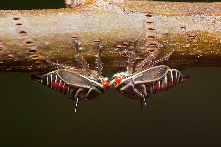 Личинки дубовой горбатки, фотографий насекомых и пауков
