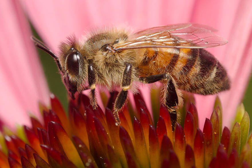 Медовая пчела, фотографий насекомых и пауков
