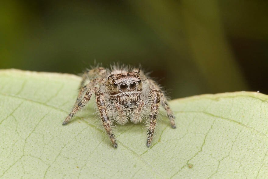 Паук-попрыгунчик, самка, фотографий насекомых и пауков
