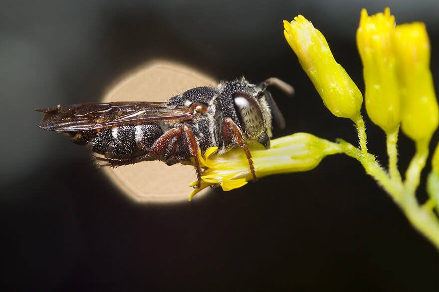 Пчела-кукушка, фотографий насекомых и пауков