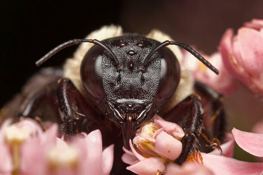 Пчела-плотник, фотографий насекомых и пауков