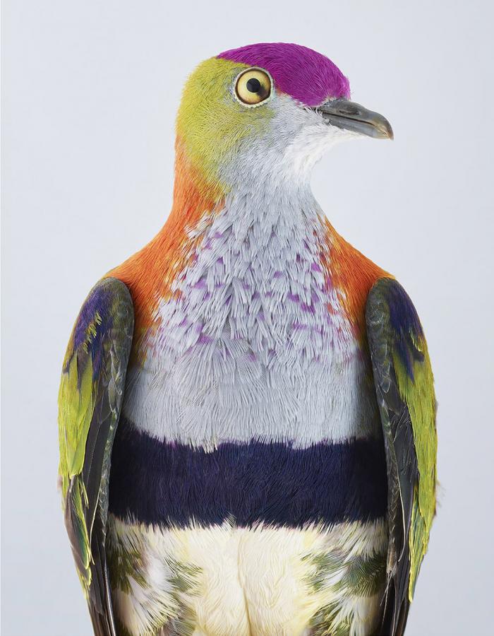 Новые портреты пернатых, которые проливают свет на особенности личности какаду и голубей