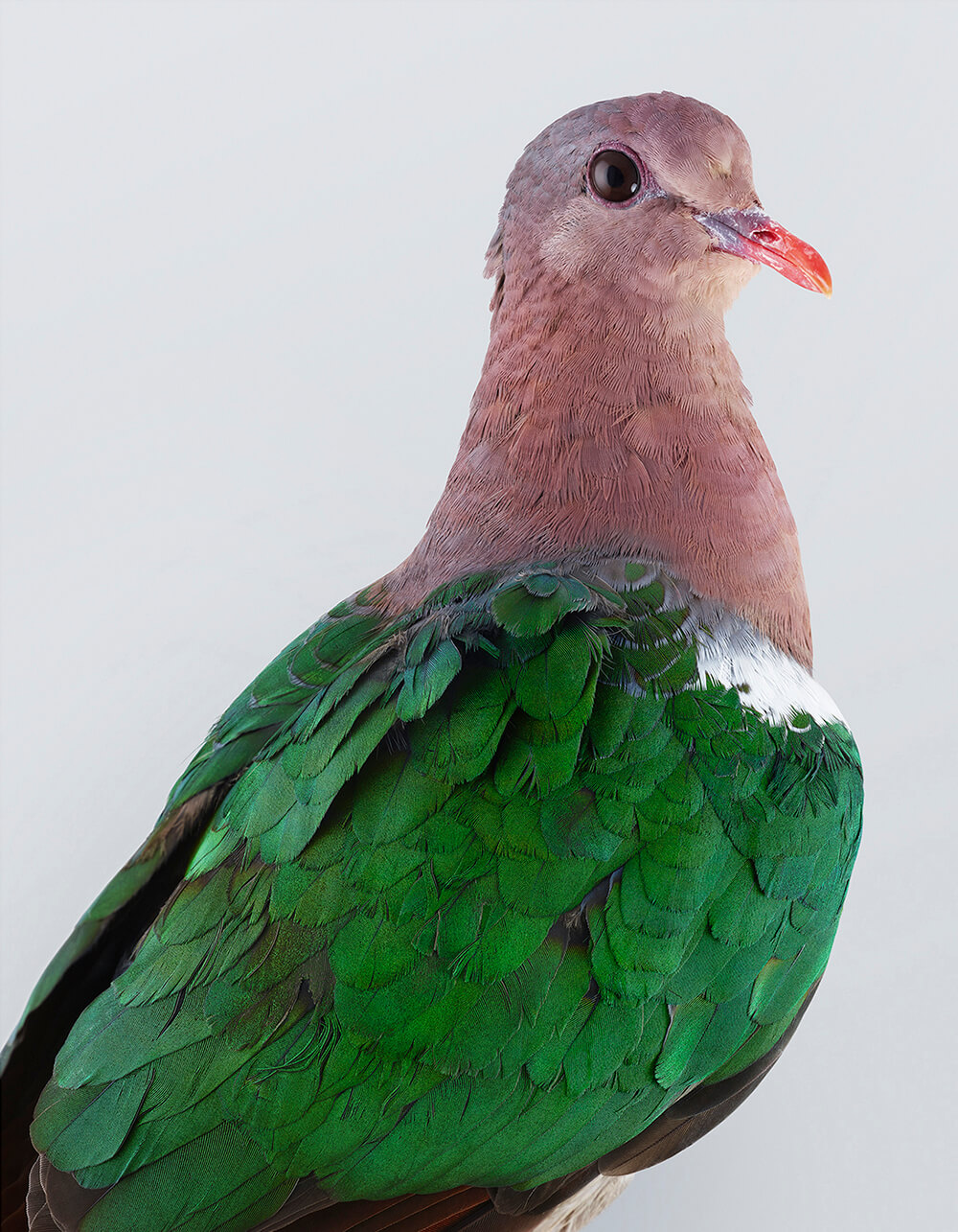 портреты пернатых, личность изображенной птицы, фото 3