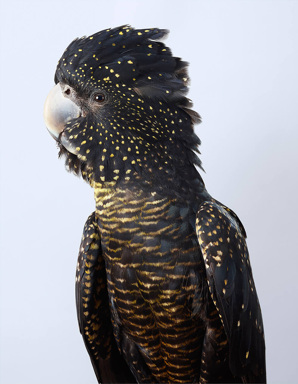 портреты пернатых, личность изображенной птицы, фото 5