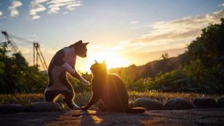 Кошки-ниндзя на фотографиях Хисаката Хироюки