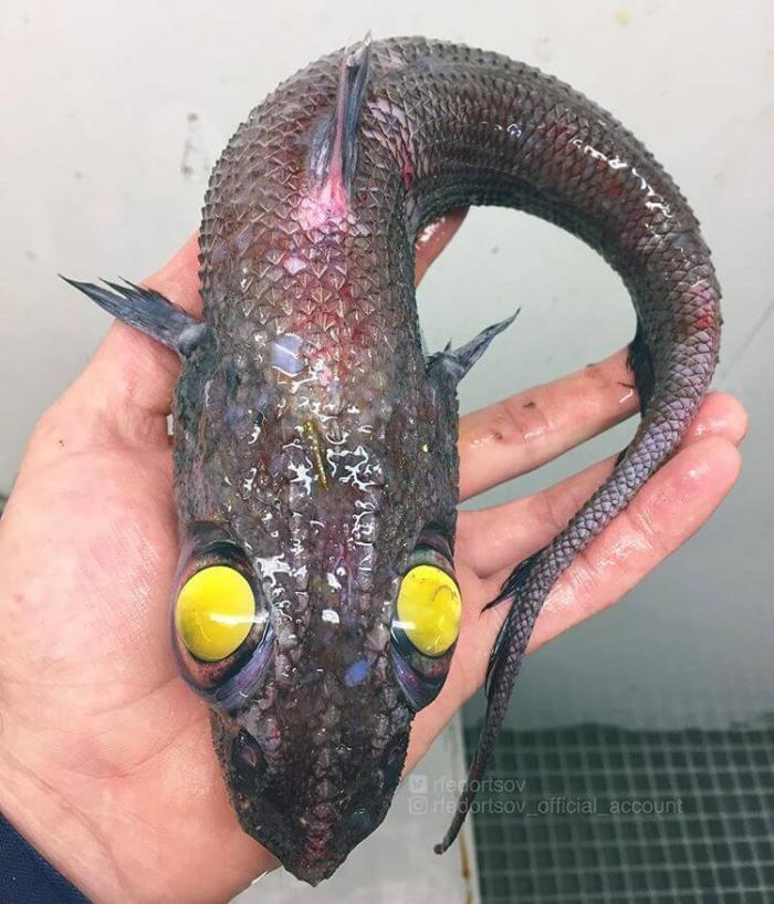 Российский рыбак продолжает вылавливать странных глубоководных существ
